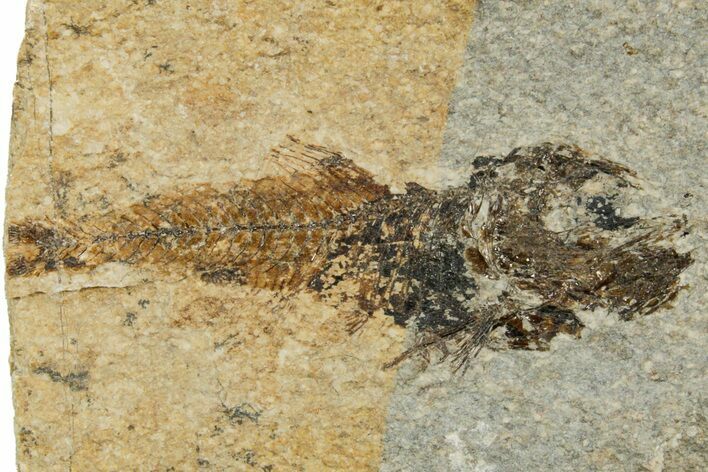 Oligocene Fossil Deep-Sea Hatchetfish (Polyipnus) - Poland #374285